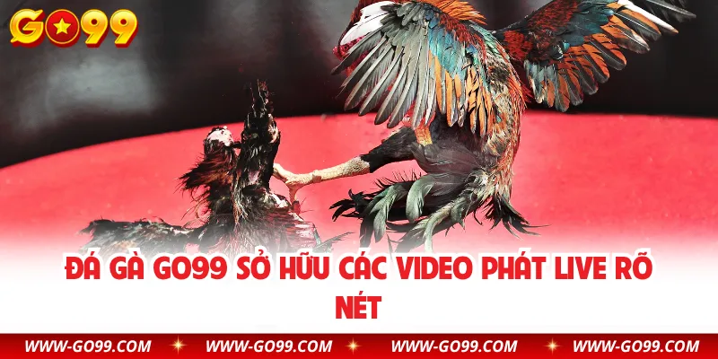 Đá gà GO99 sở hữu các video phát live rõ nét