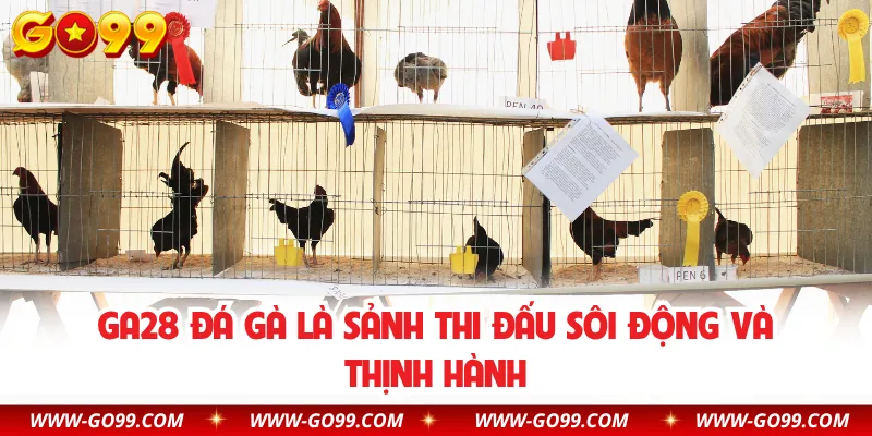 GA28 đá gà là sảnh thi đấu sôi động và thịnh hành