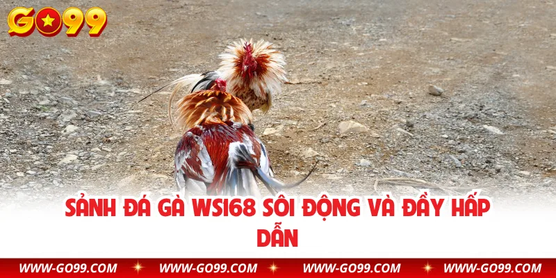Sảnh đá gà WS168 sôi động và đầy hấp dẫn