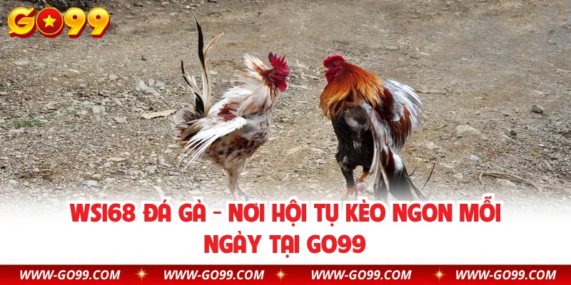 WS168 Đá Gà - Nơi Hội Tụ Kèo Ngon Mỗi Ngày Tại GO99